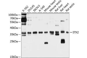 Western blot analysis of extracts of various cell lines, using STX2 antibody (ABIN6129592, ABIN6148663, ABIN6148664 and ABIN6214700) at 1:1000 dilution. (STX2 anticorps  (AA 1-264))