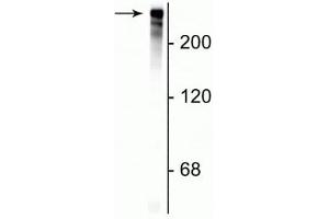 Western blot of rat cortical lysate showing specific immunolabeling of the ~280 kDa MAP2 protein.