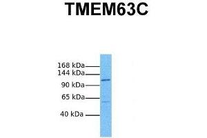 Host:  Rabbit  Target Name:  TMEM63C  Sample Tissue:  Human PANC1  Antibody Dilution:  1. (TMEM63C anticorps  (Middle Region))