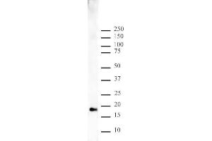 Histone H3 monomethyl Lys9 pAb tested by Western blot. (Histone 3 anticorps  (H3K9me))