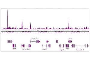 KLF5 antibody (pAb) tested by ChIP-Seq. (KLF5 anticorps  (N-Term))