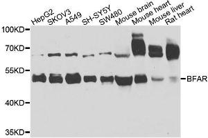 Western blot analysis of extracts of various cell lines, using BFAR antibody. (BFAR anticorps  (AA 1-140))