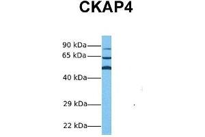 Host:  Rabbit  Target Name:  CKAP4  Sample Tissue:  Human Hela  Antibody Dilution:  1. (CKAP4 anticorps  (Middle Region))