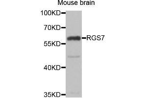 Western blot analysis of extracts of Mouse brain cell line, using RGS7 antibody. (RGS7 anticorps)