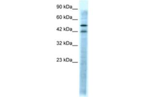 Western Blotting (WB) image for anti-Serotonin Receptor 3A (HTR3A) antibody (ABIN2463753) (Serotonin Receptor 3A anticorps)