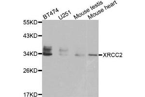 Western blot analysis of extracts of various cell lines, using XRCC2 antibody. (XRCC2 anticorps)