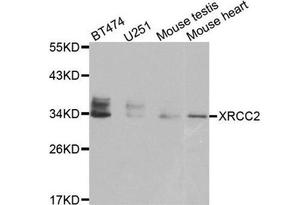 XRCC2 抗体