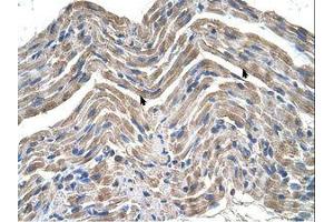 anti-Neuroplastin (NPTN) (AA 201-250) antibody