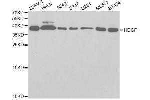Western blot analysis of extracts of various cell lines, using HDGF antibody. (HDGF anticorps  (AA 1-240))