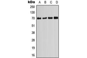 Western blot analysis of PIF1 expression in HeLa (A), HEK293T (B), Raw264. (PIF1 anticorps  (Center))