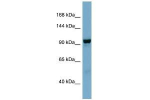 WB Suggested Anti-NDST4 Antibody Titration:  0. (NDST4 anticorps  (Middle Region))