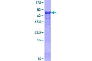 Image no. 1 for SERTA Domain Containing 2 (SERTAD2) (AA 1-314) protein (GST tag) (ABIN1319657)