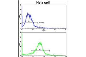 Flow cytometric analysis of hela cells using CLNS1A Antibody (bottom histogram) compared to a negative control cell (top histogram). (CLNS1A anticorps  (AA 148-176))