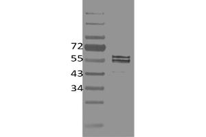 Image no. 1 for anti-Friend Leukemia Virus Integration 1 (FLI1) antibody (ABIN5067733) (FLI1 anticorps)