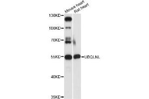 Western blot analysis of extracts of various cell lines, using UBQLNL antibody (ABIN6293258) at 1:3000 dilution. (UBQLNL anticorps)