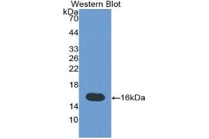Western Blotting (WB) image for anti-Tenascin C (TNC) (AA 49-181) antibody (ABIN1860784) (TNC anticorps  (AA 49-181))