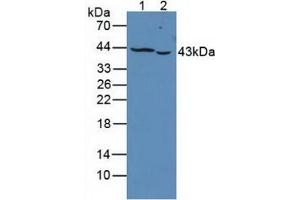Western blot analysis of (1) Human K562 Cells and (2) Human Jurkat Cells. (PTPRJ anticorps  (AA 1061-1293))