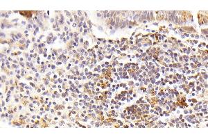 Detection of FGF15 in Porcine Gallbladder Tissue using Polyclonal Antibody to Fibroblast Growth Factor 15 (FGF15)