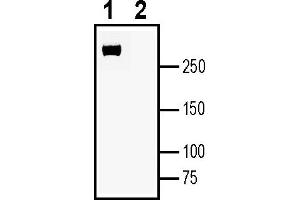 Western blot analysis of human  monocytic leukemia cell line lysate:1.