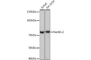 Western blot analysis of extracts of various cell lines, using Nectin 2 Rabbit mAb (ABIN7269432) at 1:1000 dilution. (PVRL2 anticorps)