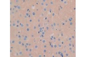 IHC-P analysis of Mouse Tissue, with DAB staining. (GLB1 anticorps  (AA 192-432))