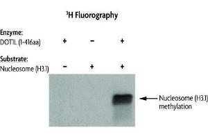 DOT1L Activity assay using Recombinant Nucleosomes (H3. (Nucleosomes (AA 1-103), (AA 1-126), (AA 1-130), (AA 1-136) Protéine)