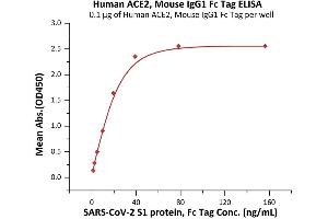 Immobilized Human ACE2, Mouse IgG1 Fc Tag (ABIN6972939) at 1 μg/mL (100 μL/well) can bind SARS-CoV-2 S1 protein, Fc Tag (ABIN6952624,ABIN6952647) with a linear range of 1-20 ng/mL (Routinely tested).