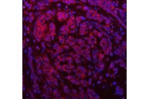 anti-Stromal Cell Derived Factor 2-Like 1 (SDF2L1) (AA 29-221) antibody