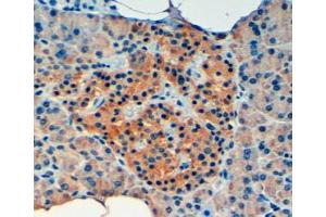 ABIN185427 (4µg/ml) staining of paraffin embedded Human Pancreas. (VPS11 anticorps  (Internal Region))