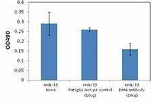 anti-Interleukin 33 Receptor alpha (IL33RA) antibody