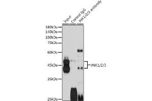 Immunoprecipitation analysis of 600 μg extracts of Mouse brain cells using 3 μg JNK1/2/3 antibody (ABIN7268630). (MAPK8/9/10 anticorps)