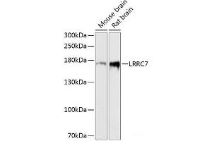 Western blot analysis of extracts of various cell lines using LRRC7 Polyclonal Antibody at dilution of 1:3000. (LRRC7 anticorps)