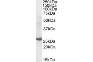 AP23684PU-N PSMB10 Antibody (0. (PSMB10 anticorps  (Internal Region))