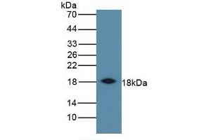 Detection of IFNg in Bovine Spleen using Monoclonal Antibody to Interferon Gamma (IFNg)