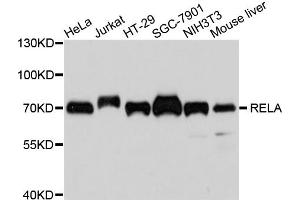 Western blot analysis of extracts of various cell lines, using RELA antibody (ABIN4904984) at 1:1000 dilution.