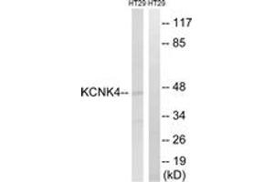 Western Blotting (WB) image for anti-Potassium Channel, Subfamily K, Member 4 (KCNK4) (AA 332-381) antibody (ABIN2890518) (KCNK4 anticorps  (AA 332-381))