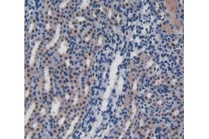 IHC-P analysis of kidney tissue, with DAB staining. (CD8B anticorps  (AA 21-208))
