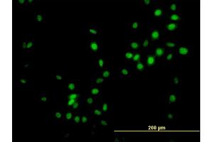 Immunofluorescence of monoclonal antibody to NKX3-1 on NIH/3T3 cell.