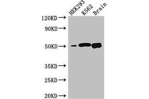 Western Blot Positive WB detected in: HEK293 whole cell lysate, K562 whole cell lysate, Mouse brain tissue All lanes: BTNL2 antibody at 3. (BTNL2 anticorps  (AA 26-202))