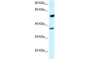 WB Suggested Anti-HOMER3 Antibody Titration: 1. (HOMER3 anticorps  (C-Term))