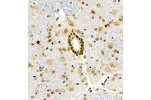Immunohistochemistry of paraffin embedded mouse spinal cord using UBE3A (ABIN7076104) at dilution of 1:1000 (400x lens) (ube3a anticorps)