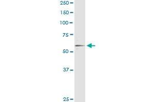 Immunoprecipitation of RXRA transfected lysate using anti-RXRA monoclonal antibody and Protein A Magnetic Bead , and immunoblotted with RXRA MaxPab rabbit polyclonal antibody.