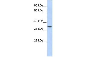 Western Blotting (WB) image for anti-RP11-50D163 antibody (ABIN2458874) (RP11-50D163 anticorps)