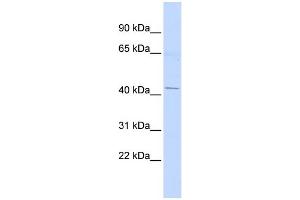 WB Suggested Anti-ERGIC2 Antibody Titration:  0. (ERGIC2 anticorps  (Middle Region))