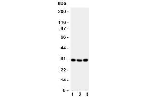Western blot testing of CD134 antibody and mouse samples 1:  brain