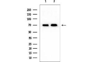 Western blot analysis of lysates from various samples, using DDX5 Mouse Monoclonal Antibody at 1/1000 dilution.