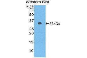 Western Blotting (WB) image for anti-N-Methylpurine-DNA Glycosylase (MPG) (AA 46-315) antibody (ABIN1859868) (MPG anticorps  (AA 46-315))