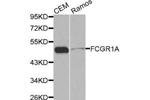 Western blot analysis of extracts of various cell lines, using FCGR1A antibody. (FCGR1A anticorps  (AA 200-292))