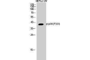Western Blot (WB) analysis of HepG2-UV cells using Phospho-p38 (Y323) Polyclonal Antibody. (MAPK14 anticorps  (pTyr323))