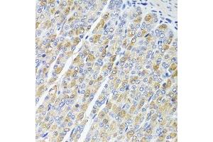 Immunohistochemistry of paraffin-embedded mouse stomach using OSGEPL1 antibody.